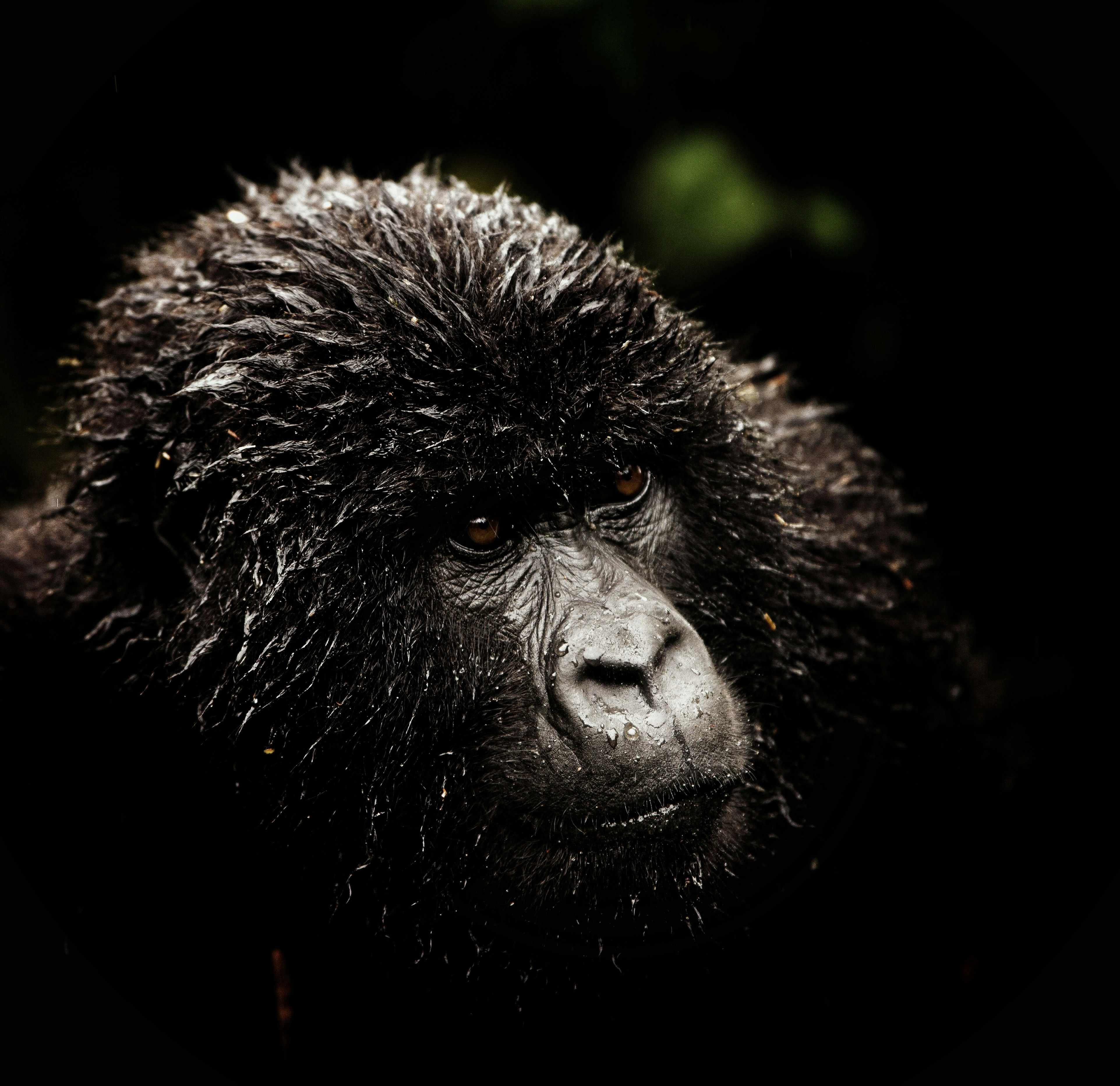 Gorilla Trekking Tour