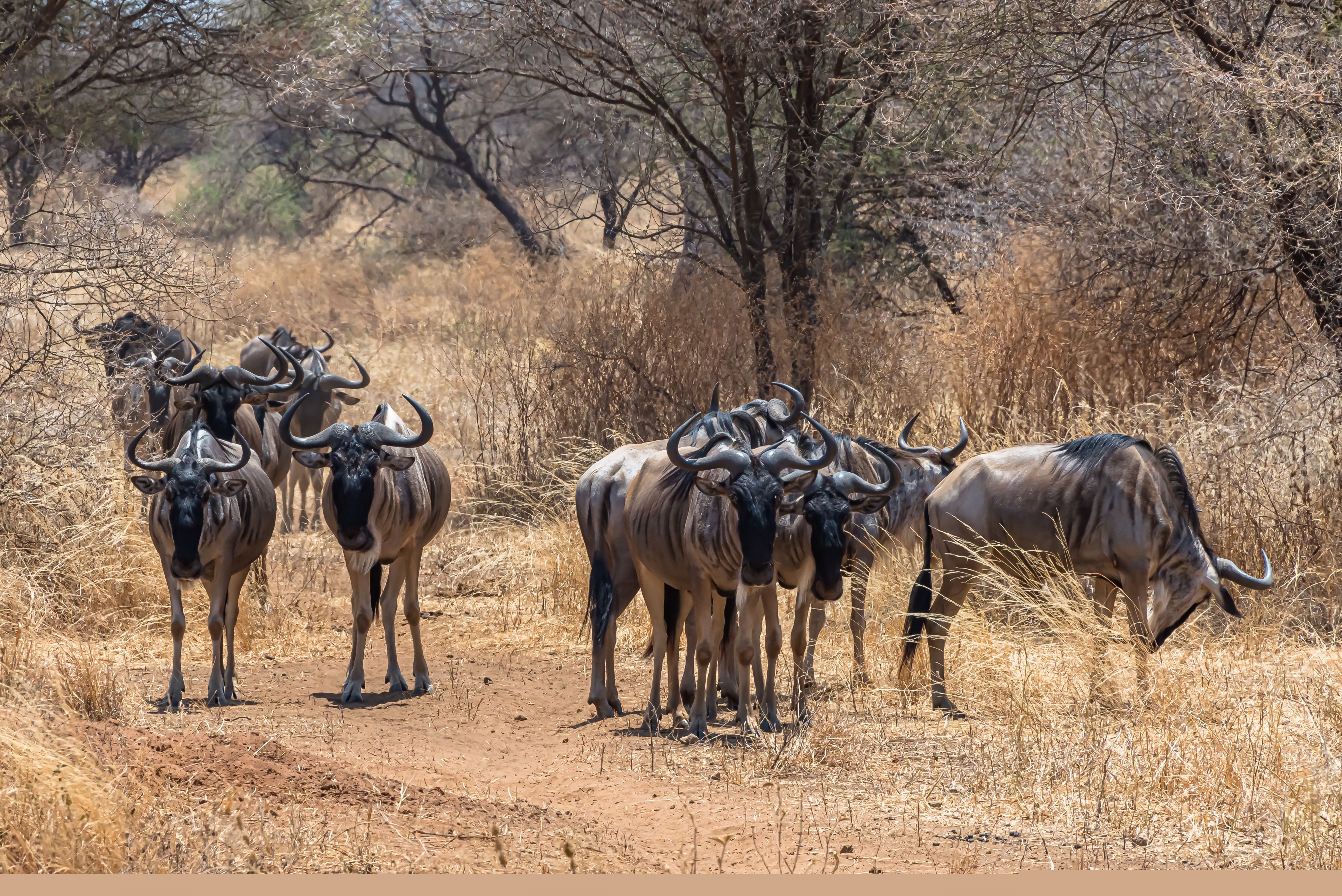 Akagera National Park